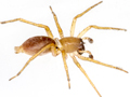 Clubiona terrestris